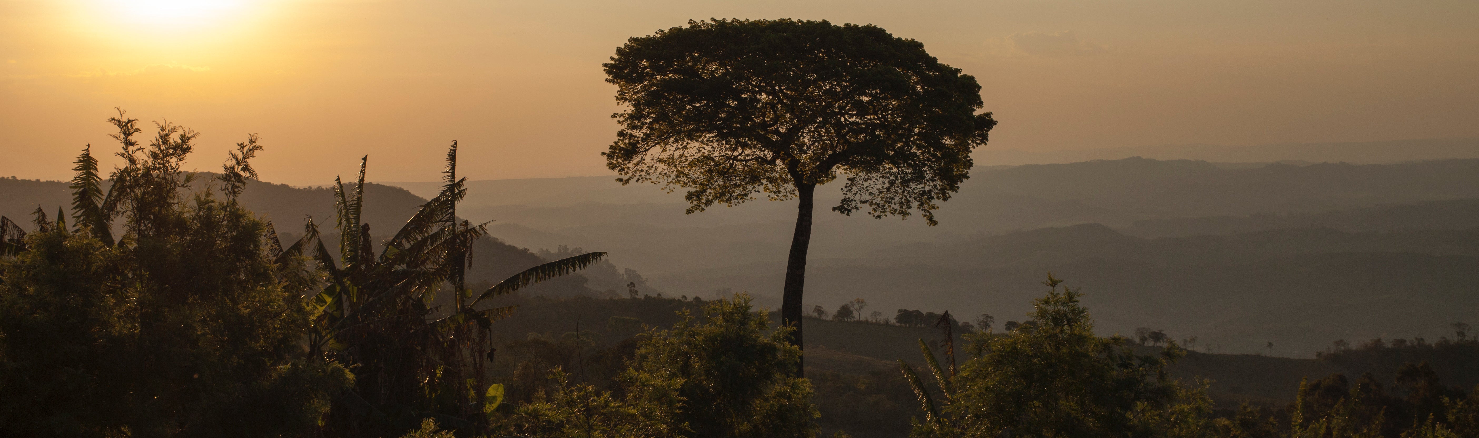 Coffee Farm in sunrise