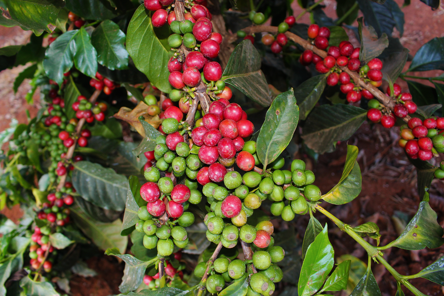 Karatu AA coffee cherry 